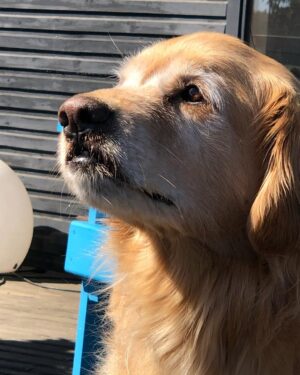 Katherine Salosny Instagram - Sol de mi vida gracias por esta parte de mi historia ..11años juntas mi tremenda compañera junto con mi Rusito..tu ausencia será triste para nosotros pero estarás siempre presente recordando todas tus locuras..mi sonrisa eterna gracias a ti..te amamos mamita hermosa ❤️vuela y nada siempre en Tunquen!!