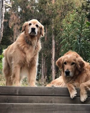 Katherine Salosny Instagram - Sol de mi vida gracias por esta parte de mi historia ..11años juntas mi tremenda compañera junto con mi Rusito..tu ausencia será triste para nosotros pero estarás siempre presente recordando todas tus locuras..mi sonrisa eterna gracias a ti..te amamos mamita hermosa ❤️vuela y nada siempre en Tunquen!!