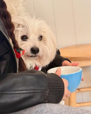 Kim Jae-kyung Instagram - 😎☕️🐶