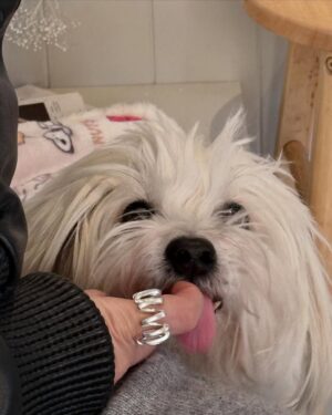 Kim Jae-kyung Instagram - 😎☕️🐶