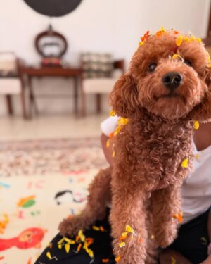 Masaba Gupta Instagram - 🌸🌼🪻 Matara’s first फूलों वाली होली ( with a side of kadhi chawal, aloo bhindi, with chane aur mirch ka achaar ofcourse ) happy holi everyone! Please eat atleast 3 plates of chaat today.
