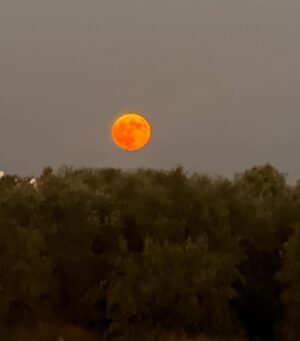 Nanuka Zhorzholiani Instagram - Blue super moon 🌔