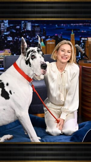 Naomi Watts Instagram - @naomiwatts’ 150-lb co-star Bing the Great Dane joins her and Jimmy for a song 🥹 #FallonTonight
