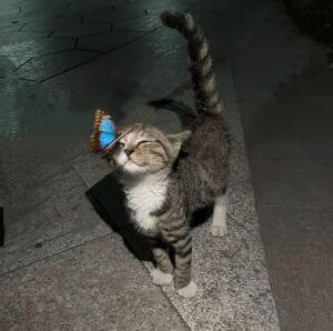 Ouidad Elma Instagram - 🇲🇦🐾🐱Thank you all for your mobilization!

We continue to respond individually to each of you. I am deeply moved by the scale of this movement and by your commitment to this vital cause.

Several demonstrations will take place until the official submission of the bill. Your support is crucial, and signatures are essential to strengthen our action and defend this legislation in Parliament.

I want to express my deep gratitude for your empathy and vigilance towards the most innocent and vulnerable beings. Every voice matters, and every signature brings us closer to a fairer future for animals.

I will keep you updated on the signature collection days. I will be present at the Institut Français in Marrakech, and I will also travel to several other cities to expand our efforts.

The fight continues, and we move forward together, united for animal protection. Thank you from the bottom of my heart.

شكرًا لكم جميعًا على تعبئتكم ودعمكم!

نواصل الرد على كل واحد منكم بشكل فردي. أنا متأثرة بشدة بحجم هذا الحراك وبالتزامكم جميعًا بهذه القضية الأساسية.

ستُقام عدة مظاهرات حتى التقديم الرسمي لمقترح القانون. دعمكم ضروري، والتوقيعات أساسية لتعزيز جهودنا والدفاع عن هذا القانون أمام البرلمان.

أود أن أعبر عن امتناني العميق لتعاطفكم وحرصكم على حماية أكثر الكائنات براءة وضعفًا. كل صوت له أهمية، وكل توقيع يقربنا أكثر من مستقبل أكثر عدلًا للحيوانات.

سأبقيكم على اطلاع بخصوص أيام جمع التوقيعات. سأكون متواجدة في المعهد الفرنسي بمراكش، وسأتنقل أيضًا إلى عدة مدن أخرى لتوسيع نطاق جهودنا.

النضال مستمر، وسنواصل المسيرة معًا، متحدين من أجل حماية الحيوانات. شكرًا لكم من أعماق قلبي