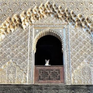 Ouidad Elma Instagram - Sacred creatures sacred creatures sacred ♾️ 
🤍During Ramadan, we are reminded to show extra compassion to all living things. 🩷
Precious moments such as these remind us to reflect and give, especially during the holy month. 💕🩷🐾

But these good habits of respecting and caring for animals should continue throughout our lives. It is the foundation of harmony. And our duty as human beings. 

Help a stray cat or dog today 🥰 🐱🐶