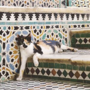 Ouidad Elma Instagram - Sacred creatures sacred creatures sacred ♾️ 
🤍During Ramadan, we are reminded to show extra compassion to all living things. 🩷
Precious moments such as these remind us to reflect and give, especially during the holy month. 💕🩷🐾

But these good habits of respecting and caring for animals should continue throughout our lives. It is the foundation of harmony. And our duty as human beings. 

Help a stray cat or dog today 🥰 🐱🐶