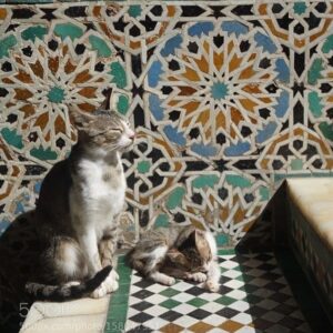 Ouidad Elma Instagram - Sacred creatures sacred creatures sacred ♾️ 
🤍During Ramadan, we are reminded to show extra compassion to all living things. 🩷
Precious moments such as these remind us to reflect and give, especially during the holy month. 💕🩷🐾

But these good habits of respecting and caring for animals should continue throughout our lives. It is the foundation of harmony. And our duty as human beings. 

Help a stray cat or dog today 🥰 🐱🐶