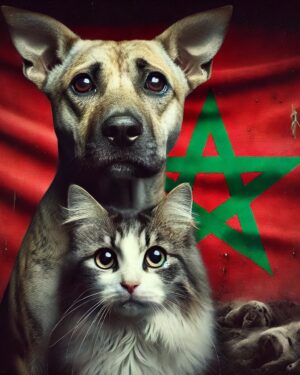 Ouidad Elma Instagram - I am at @ifmarrakech at 3 pm collecting the signatures 🐾✍🏽

Thank you to everyone who is taking action and making things change. Thank you to those who have signed, those who are signing, those who are gathering signatures and spreading this cause. Thank you to those who bring a smile to my face every day through their commitment and solidarity. I am deeply moved by this unity around our companions, the cats and dogs.

As a Moroccan, and as a Muslim, I believe it is essential to stand for our true values: the values of our ancestors, the values of our nation, and the values that will shape our future. We cannot remain silent in the face of corruption, massacres, and the extermination of pure and innocent beings.

We will fight. We will not back down. Each one of you is fulfilling your duty as a human being by standing up for justice and compassion. Thank you from the bottom of my heart.
We stand together for the truth. 🐾❤️🇲🇦

شكراً لكل من يتحرك ويجعل الأمور تتغير. شكراً لكل من وقع، لكل من يوقع، لكل من يجمع التوقيعات وينشر هذه القضية. شكراً لكل من يرسم الابتسامة على وجهي كل يوم من خلال التزامه وتضامنه. أنا متأثرة بشدة بهذه الوحدة حول رفاقنا، القطط والكلاب.

كمغربي/ة، وكمسلم/ة، أؤمن أنه من الضروري أن نتمسك بقيمنا الحقيقية: قيم أجدادنا، قيم وطننا، والقيم التي سترسم مستقبلنا. لا يمكننا أن نصمت أمام الفساد، أمام المجازر، أمام إبادة أرواح طاهرة وبريئة.

سنناضل. لن نستسلم. كل واحد منكم يؤدي اليوم واجبه الإنساني بالدفاع عن العدالة والرحمة. شكراً لكم من أعماق القلب.
نحن معًا من أجل الحقيقة.