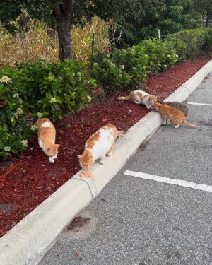 Patricia Parker Instagram - Photo from this morning to get your attention. If you haven’t heard about my new pets, please swipe and read.

I was feeding my gym cats yesterday and these trash pandas bolted out of the woods, ran my cats off, and stole their food. I haven’t found a solution to this turf war just yet, but these are my gym raccoons now.