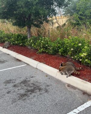 Patricia Parker Instagram - Photo from this morning to get your attention. If you haven’t heard about my new pets, please swipe and read.

I was feeding my gym cats yesterday and these trash pandas bolted out of the woods, ran my cats off, and stole their food. I haven’t found a solution to this turf war just yet, but these are my gym raccoons now.
