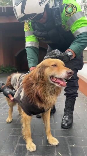 Rebeca Escribens Instagram - ¡Hola a todos!
Les agradezco un mucho por sus mensajes 🫶🏻 en este momento @gabyalrescate y yo, estamos buscando de emergencia: un hogar temporal o un adoptante responsable que le de una segunda oportunidad al perrito.
Por favor, ayúdennos a encontrar un espacio seguro y tranquilo para él.
Compartan el video y etiqueten a sus amigos, familiares y a dog lovers, necesitamos todo el apoyo posible.
Gracias.
#MáximaDifusión🚨