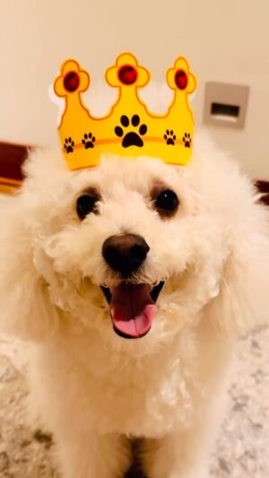 Rebeca Escribens Instagram - Deseo que todos los perritos sean tan amados y cuidados como lo hacen conmigo.

Gracias @petitpetbakery por siempre acordarte de mi #leo 
#respetemosalosanimales