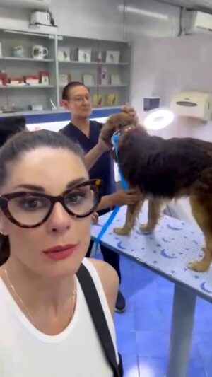 Rebeca Escribens Instagram - Buscamos temporal o adoptante urgente

Rebe rescató al perrito porque estuvo a punto de ser atropellado, ella correrá con los gastos médicos.

Por favor, ayúdanos dándole temporal porque mañana saldrá de alta o si deseas darle una segunda oportunidad y adoptarlo 😍 sería grandioso.

Esto es una emergencia, si no puedes recibirlo en tu casa 🙏🏻 comparte y etiqueta a dog lovers e influencers para llegar a más personas.
Estamos seguras que alguien con un corazón enorme lo recibirá con los brazos abiertos.