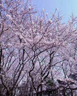 Rin Takahashi Instagram - 家族で新潟の鳥屋野潟公園に花見にきたよ🌸
C3PO（兄）が撮ってくれました📷✨🤖
気温もポカポカで桜も満開で気持ちよかった〜☺️☺️