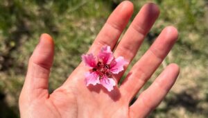 Tania Raymonde Instagram - working on the farm today @bloomranch 🌸